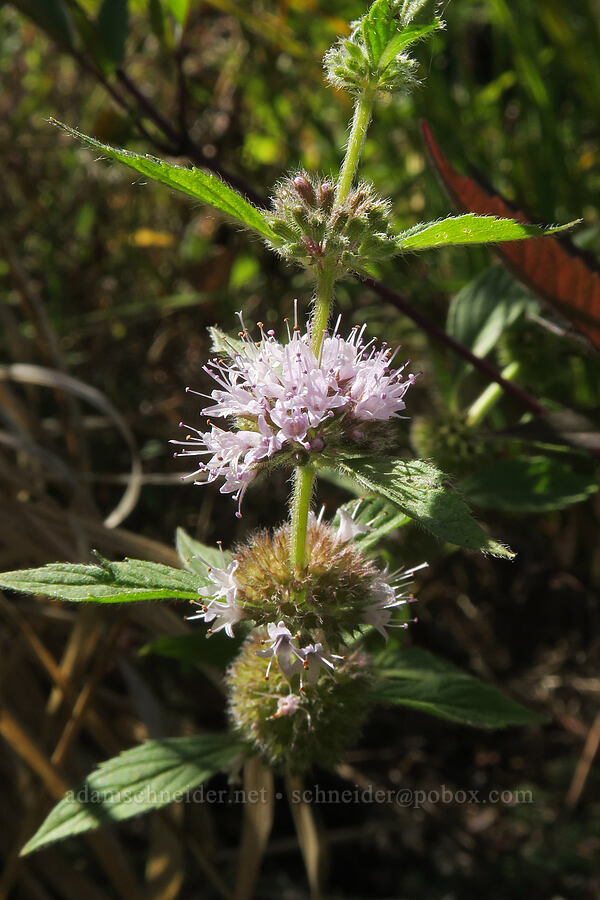 wild mint (Mentha arvensis (Mentha canadensis)) [Smith & Bybee Wetlands, Portland, Multnomah County, Oregon]