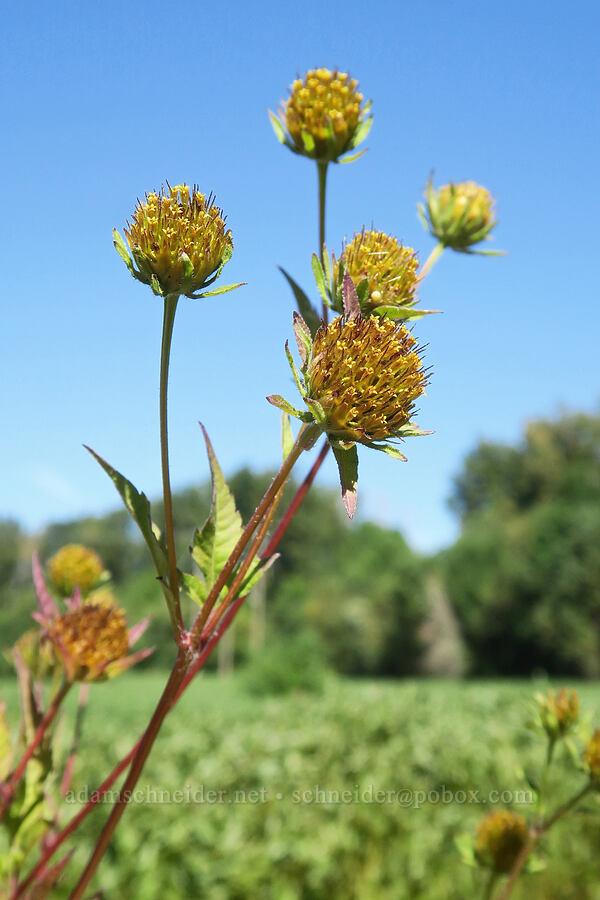 leafy beggar's-ticks (Bidens frondosa) [Smith & Bybee Wetlands, Portland, Multnomah County, Oregon]