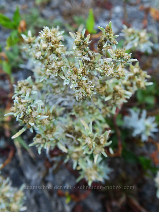 marsh cudweed (Gnaphalium uliginosum) [Smith & Bybee Wetlands, Portland, Multnomah County, Oregon]