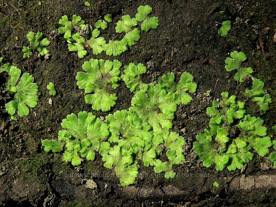 fringed heartwort (Ricciocarpos natans) [Smith & Bybee Wetlands, Portland, Multnomah County, Oregon]