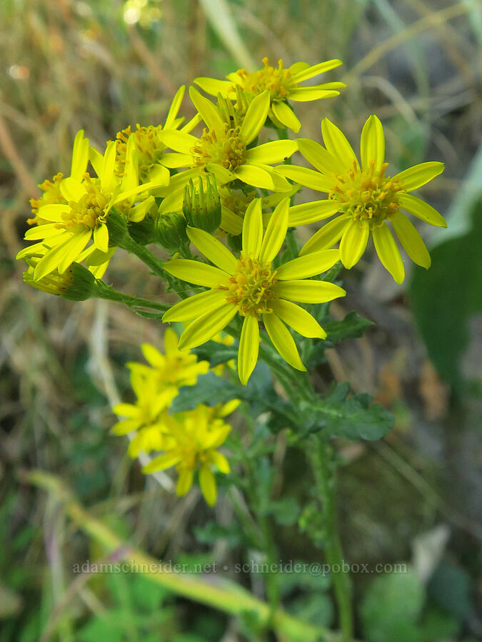 tansy ragwort (Jacobaea vulgaris (Senecio jacobaea)) [Smith & Bybee Wetlands, Portland, Multnomah County, Oregon]
