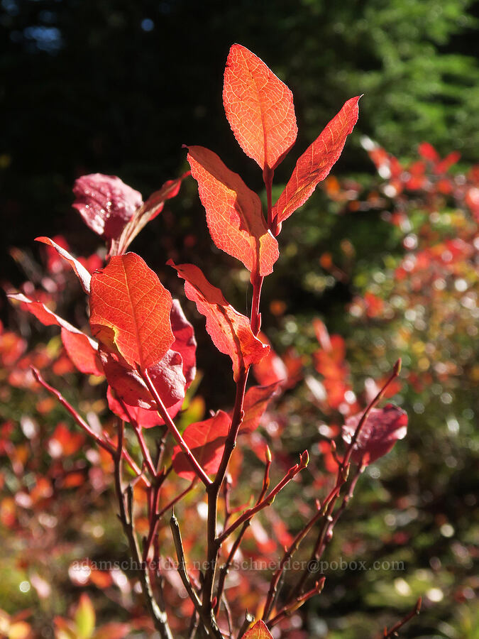 huckleberry leaves (Vaccinium sp.) [Thomas Lake Trailhead, Gifford Pinchot National Forest, Skamania County, Washington]