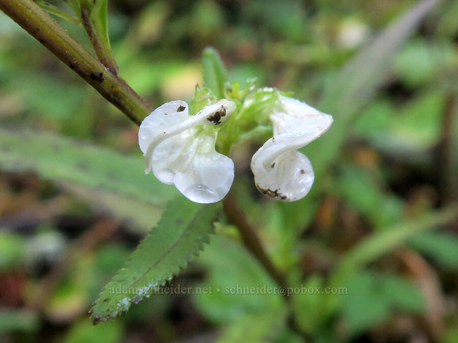 sickle-top lousewort (Pedicularis racemosa) [Thomas Lake Trail, Gifford Pinchot National Forest, Skamania County, Washington]