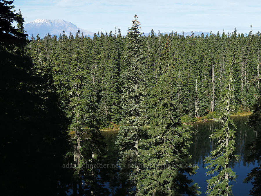 Mount St. Helens & Eunice Lake [Thomas Lake Trail, Indian Heaven Wilderness, Skamania County, Washington]