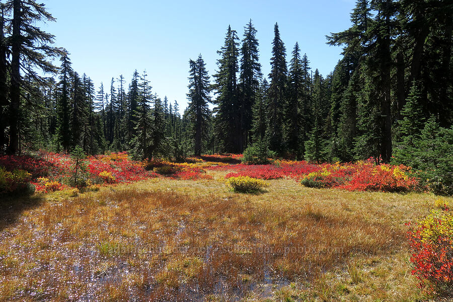 fall colors & wet ground [Thomas Lake Trail, Indian Heaven Wilderness, Skamania County, Washington]