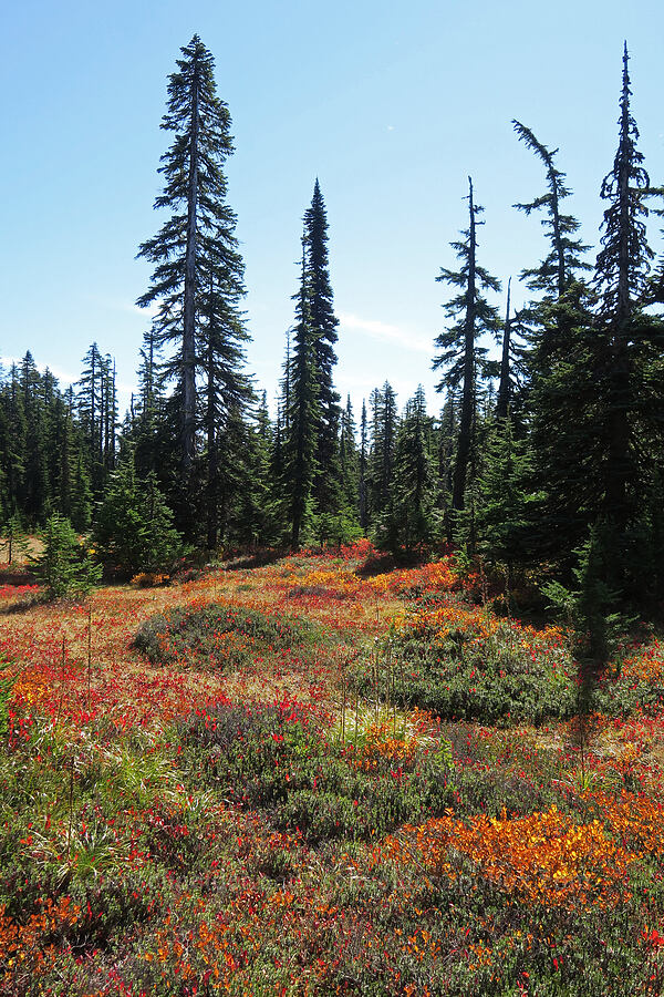 fall colors [Thomas Lake Trail, Indian Heaven Wilderness, Skamania County, Washington]