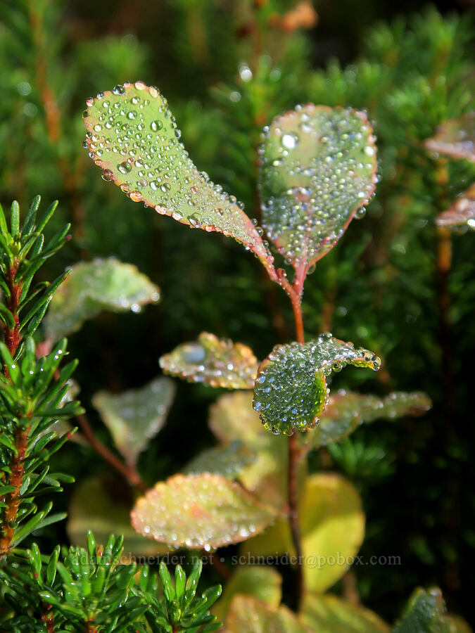 dew-covered huckleberry leaves (Vaccinium sp.) [Old Cascade Crest Trail, Indian Heaven Wilderness, Skamania County, Washington]