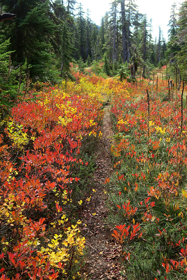 fall colors [Old Cascade Crest Trail, Indian Heaven Wilderness, Skamania County, Washington]