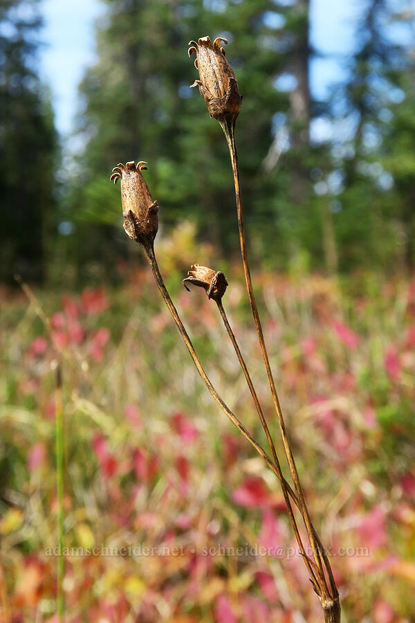 tall mountain shooting stars, gone to seed (Dodecatheon jeffreyi (Primula jeffreyi)) [Old Cascade Crest Trail, Indian Heaven Wilderness, Skamania County, Washington]