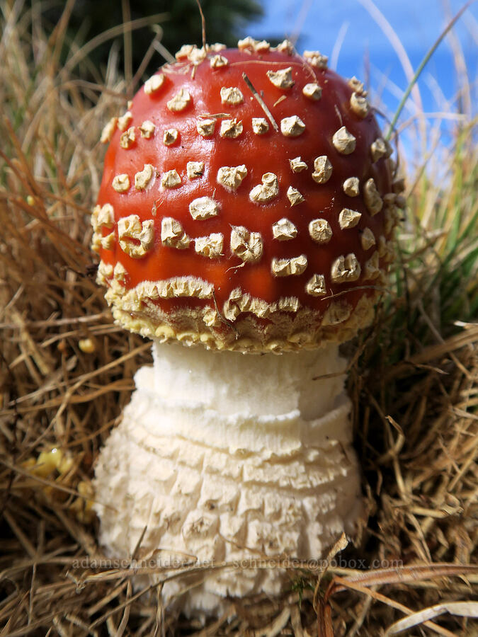 fly agaric mushroom (Amanita muscaria) [Old Cascade Crest Trail, Indian Heaven Wilderness, Skamania County, Washington]