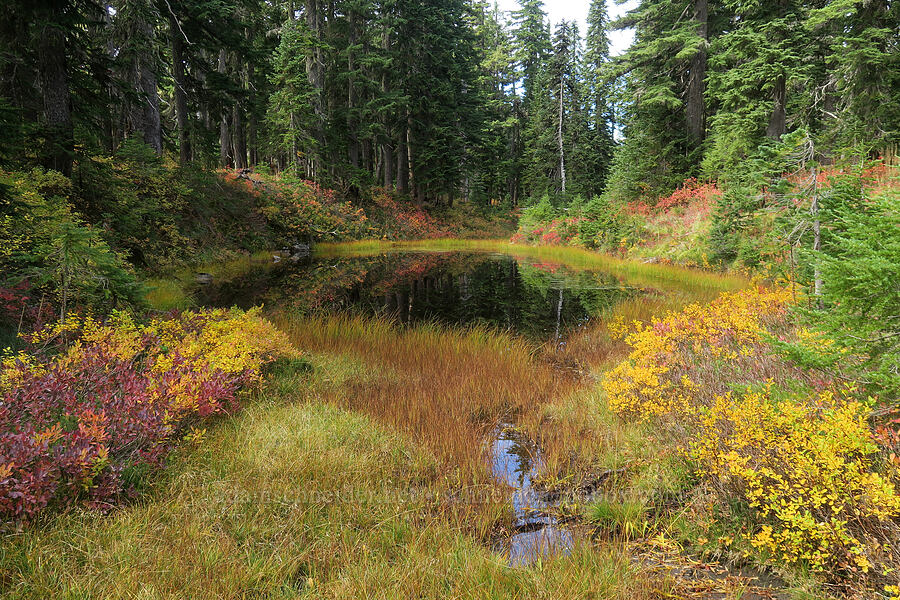 fall colors & a pond [Old Cascade Crest Trail, Indian Heaven Wilderness, Skamania County, Washington]