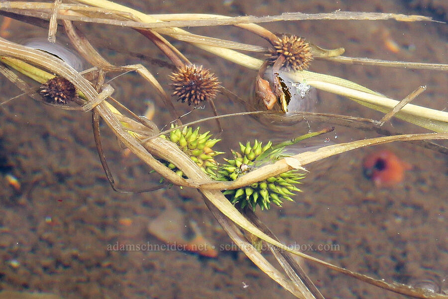 floating bur-reed (Sparganium angustifolium) [Lake Sahalee Tyee, Indian Heaven Wilderness, Skamania County, Washington]