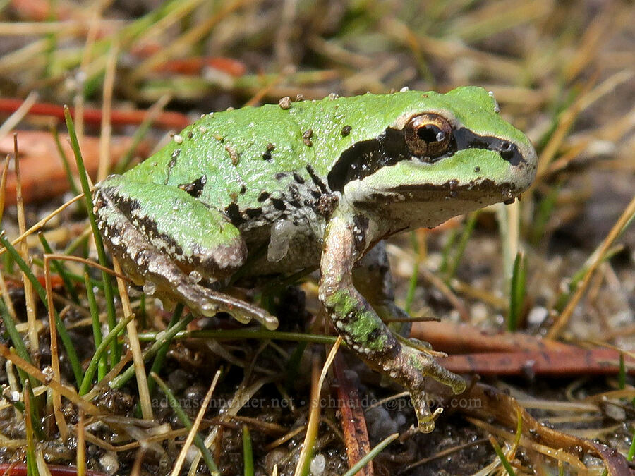 Pacific chorus frog (Pseudacris regilla) [Lake Sahalee Tyee, Indian Heaven Wilderness, Skamania County, Washington]