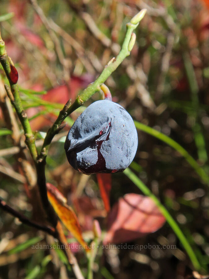 overripe Cascade blueberry/bilberry (Vaccinium deliciosum) [Thomas Lake Trail, Indian Heaven Wilderness, Skamania County, Washington]
