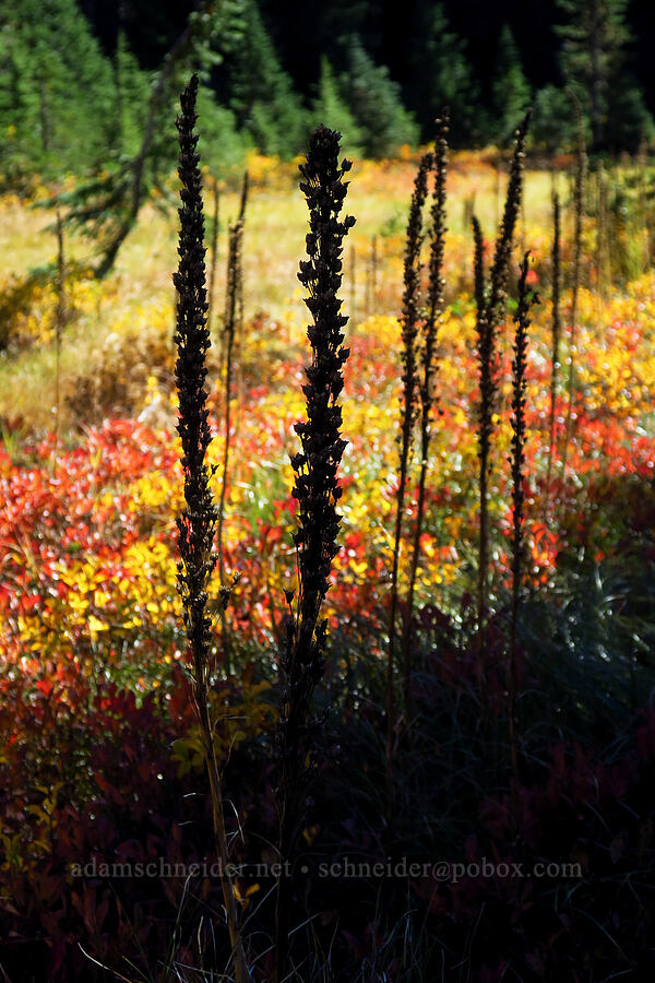 silhouetted beargrass stalks (Xerophyllum tenax) [Thomas Lake Trail, Indian Heaven Wilderness, Skamania County, Washington]