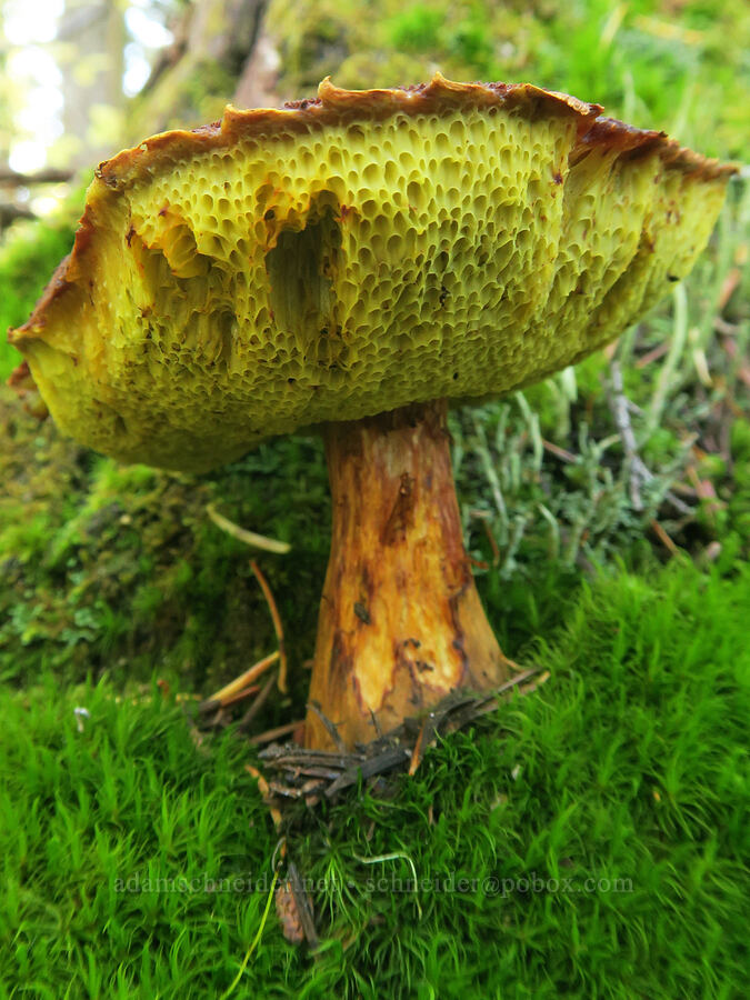 velvet-top/admirable bolete mushroom (Aureoboletus mirabilis (Boletus mirabilis)) [Thomas Lake Trail, Indian Heaven Wilderness, Skamania County, Washington]