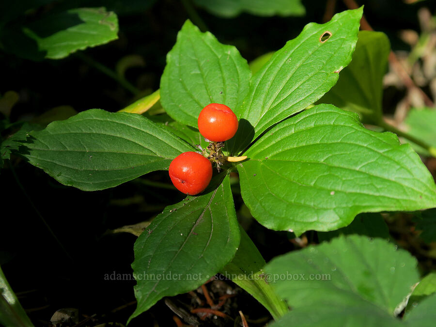 bunchberries (Cornus unalaschkensis (Cornus canadensis)) [Thomas Lake Trail, Indian Heaven Wilderness, Skamania County, Washington]