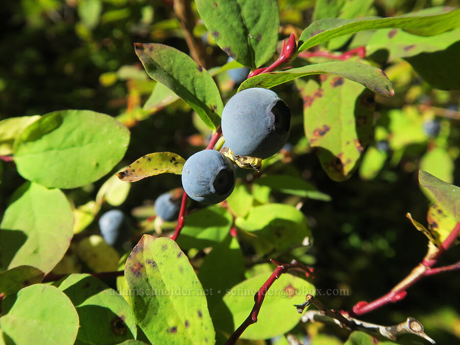 oval-leaf blueberries/huckleberries (Vaccinium ovalifolium) [Thomas Lake Trail, Gifford Pinchot National Forest, Skamania County, Washington]