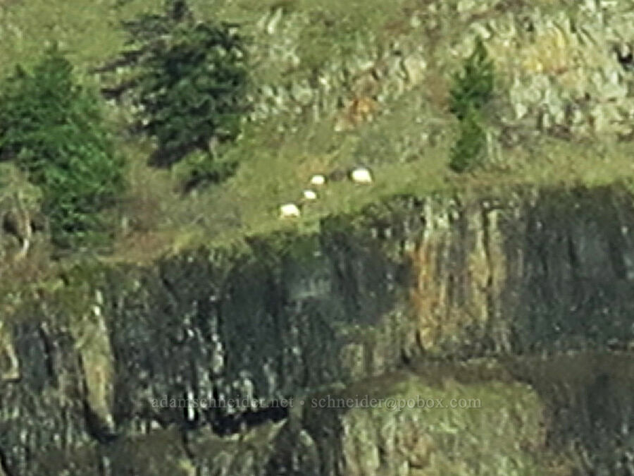 mountain goats on Dog Mountain (Oreamnos americanus) [Dog Mountain, Skamania County, Washington]