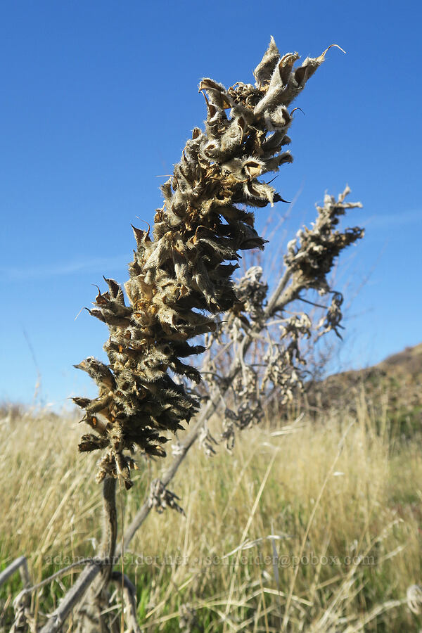 dried-up velvet lupine seed pods (Lupinus leucophyllus) [Columbia Hills State Park, Klickitat County, Washington]