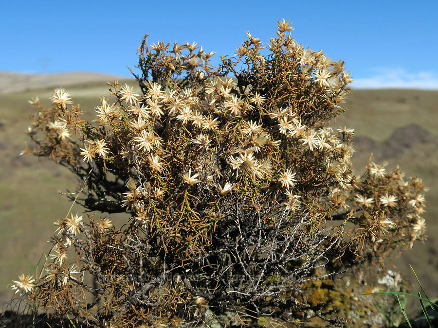 Columbia goldenweed, gone to seed (Ericameria resinosa (Haplopappus resinosus)) [Columbia Hills State Park, Klickitat County, Washington]
