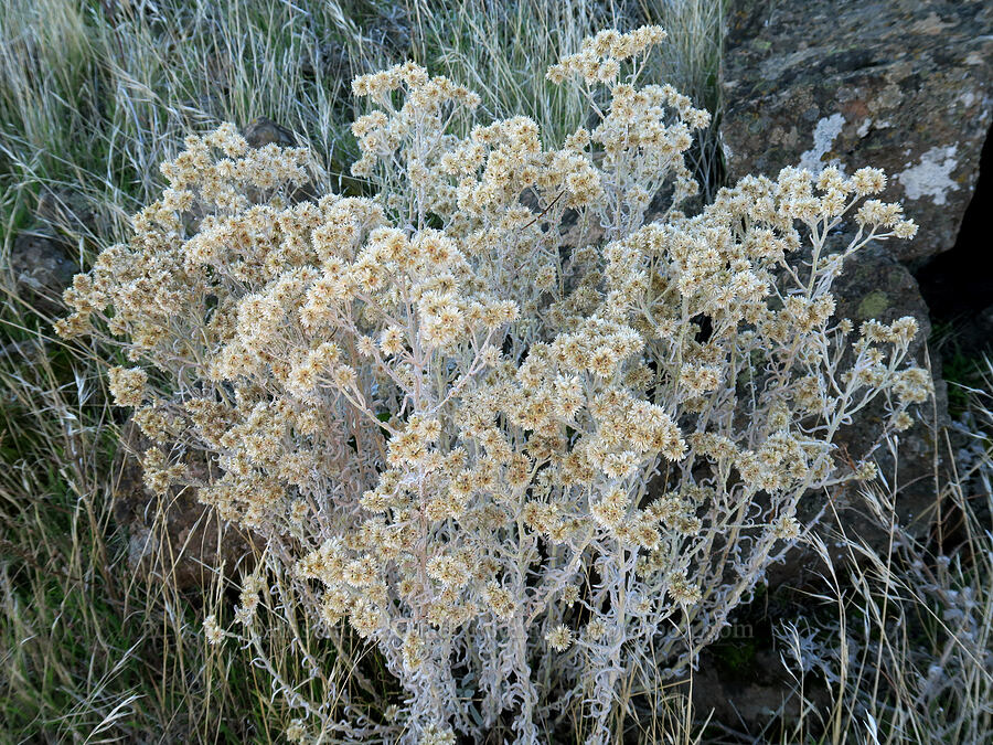 cudweed, gone to seed (Pseudognaphalium sp. (Gnaphalium sp.)) [Columbia Hills State Park, Klickitat County, Washington]