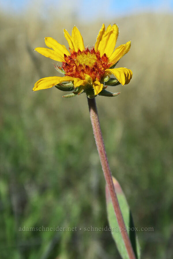 blanketflower (Gaillardia aristata) [Columbia Hills State Park, Klickitat County, Washington]