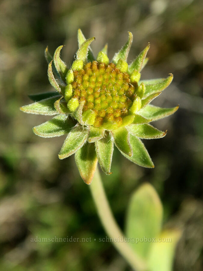 blanketflower, budding (Gaillardia aristata) [Columbia Hills State Park, Klickitat County, Washington]