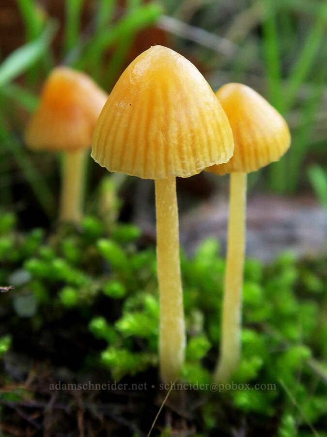 orange mushrooms [Columbia Hills State Park, Klickitat County, Washington]