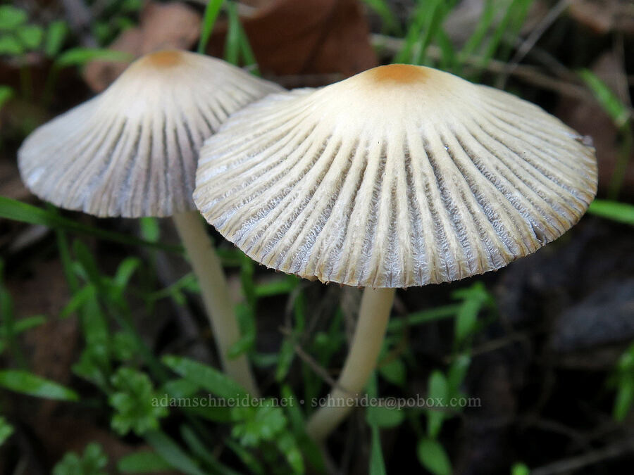 beige mushroom [Columbia Hills State Park, Klickitat County, Washington]
