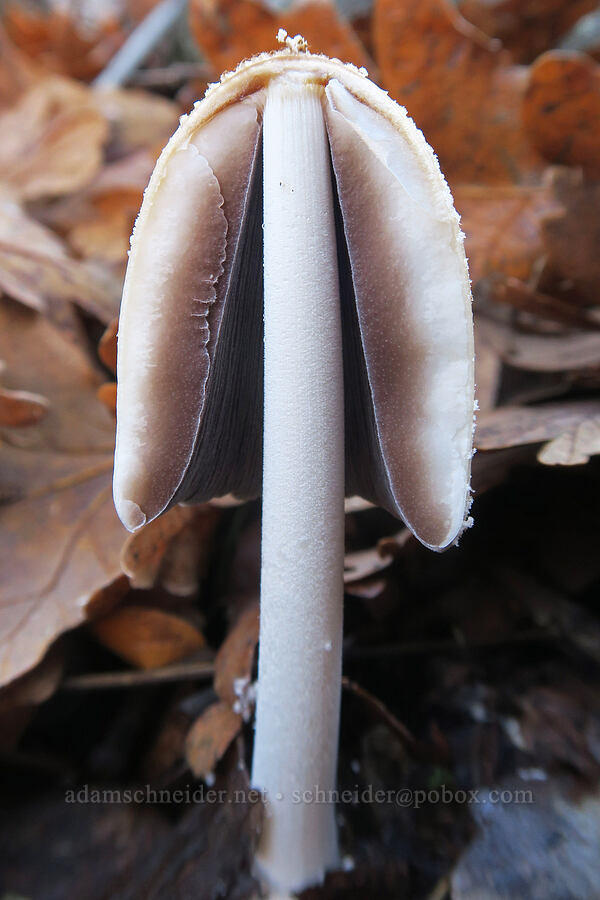 tall mushroom in cross-section [Columbia Hills State Park, Klickitat County, Washington]