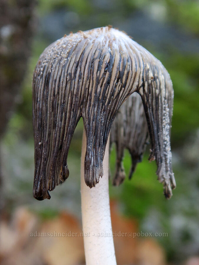 inky-cap mushroom [Columbia Hills State Park, Klickitat County, Washington]