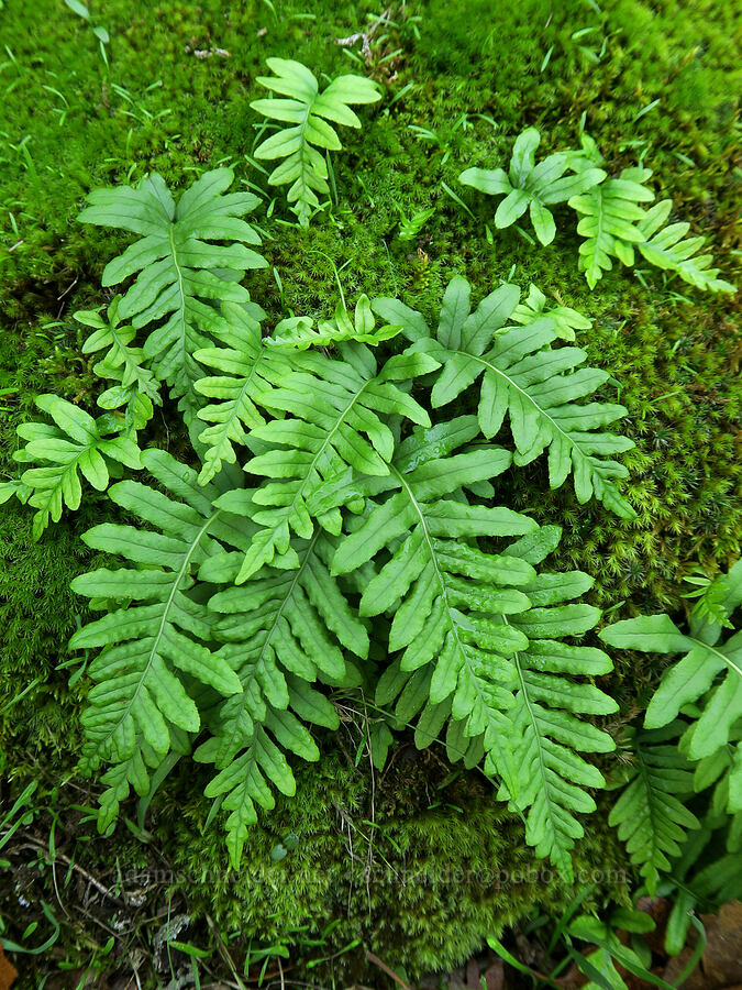 polypody fern (Polypodium sp.) [Columbia Hills State Park, Klickitat County, Washington]