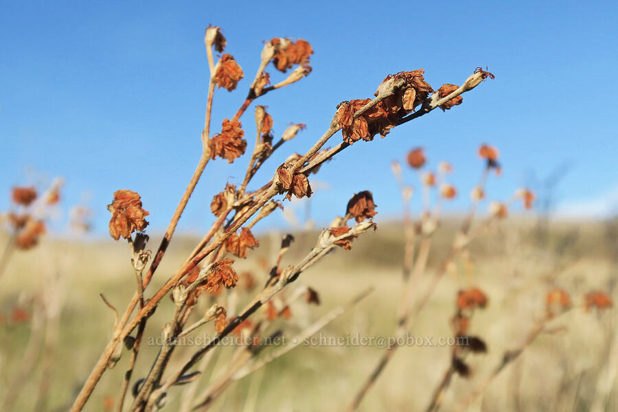 snow buckwheat, gone to seed (Eriogonum niveum) [Columbia Hills State Park, Klickitat County, Washington]