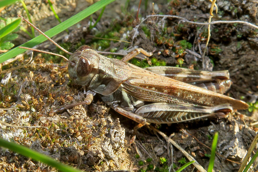 migratory grasshopper (Melanoplus sanguinipes) [Columbia Hills State Park, Klickitat County, Washington]