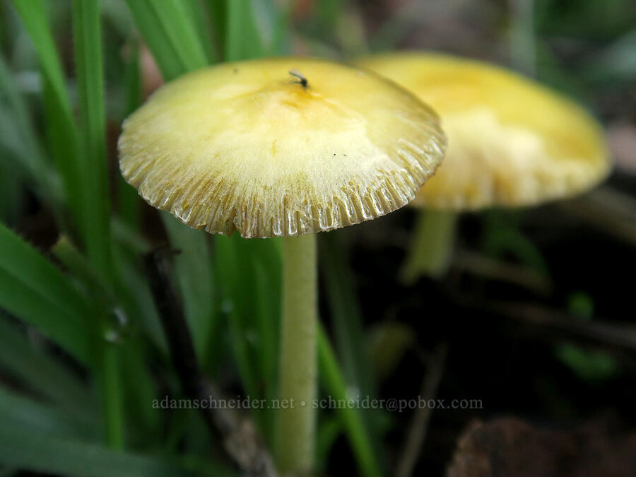yellow mushroom [Columbia Hills State Park, Klickitat County, Washington]