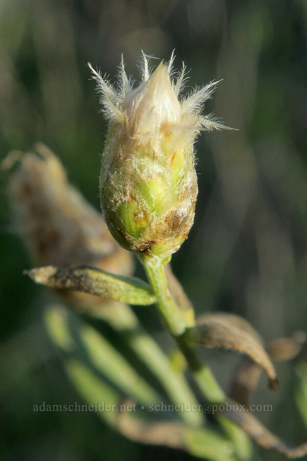 Russian knapweed (Rhaponticum repens (Acroptilon repens)) [Columbia Hills State Park, Klickitat County, Washington]