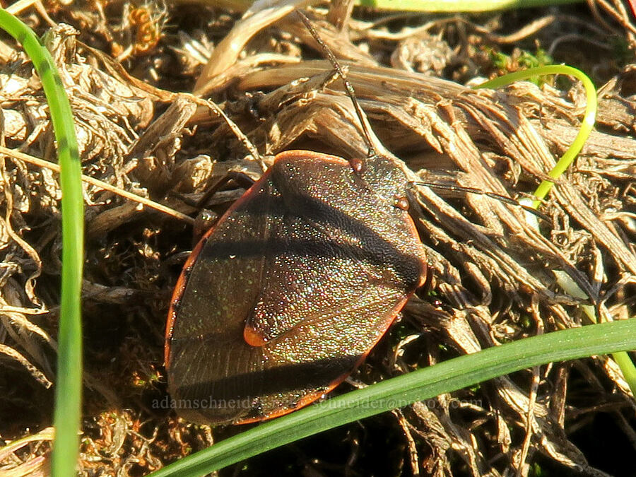conchuela bug (Chlorochroa ligata) [Horsethief Butte Trailhead, Klickitat County, Washington]