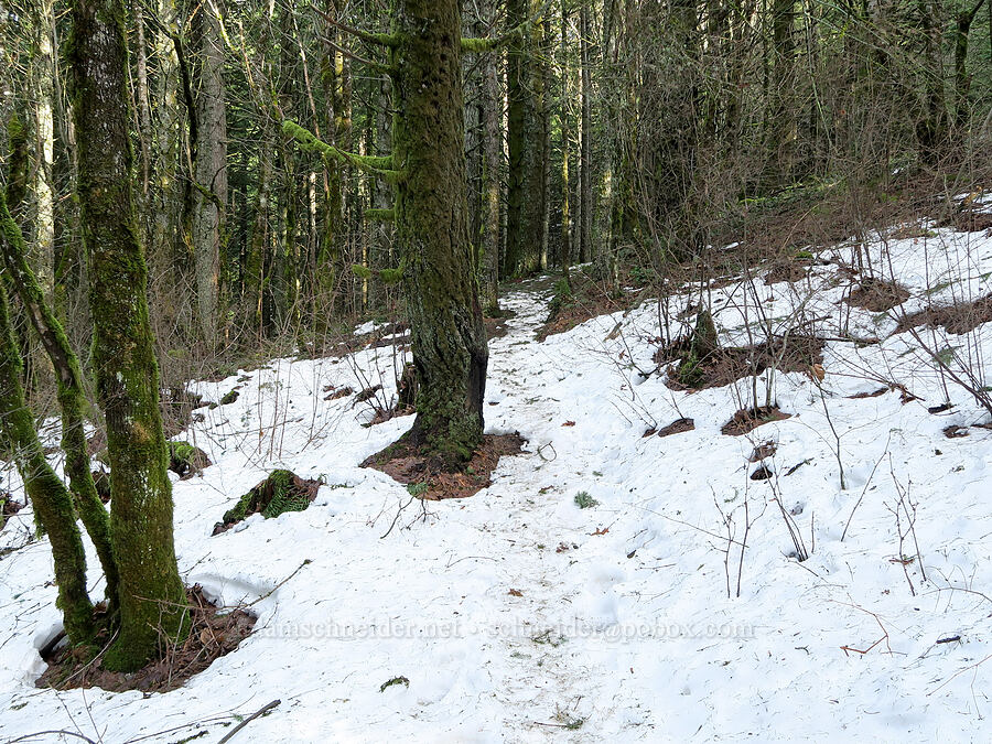 snow on the trail [Dog Mountain Trail, Gifford Pinchot National Forest, Skamania County, Washington]