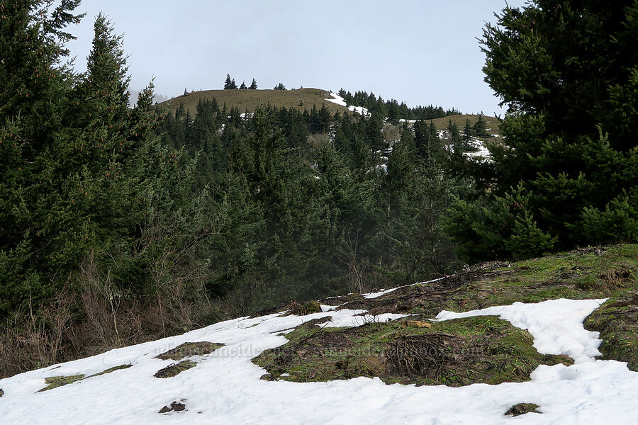 summit of Dog Mountain [Dog Mountain Trail, Gifford Pinchot National Forest, Skamania County, Washington]