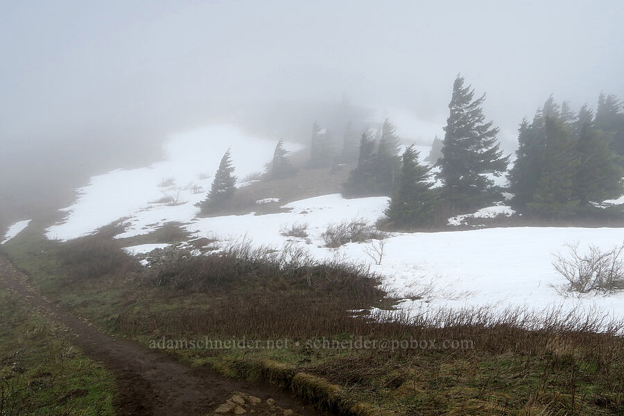 winter meadows [Dog Mountain Trail, Gifford Pinchot National Forest, Skamania County, Washington]