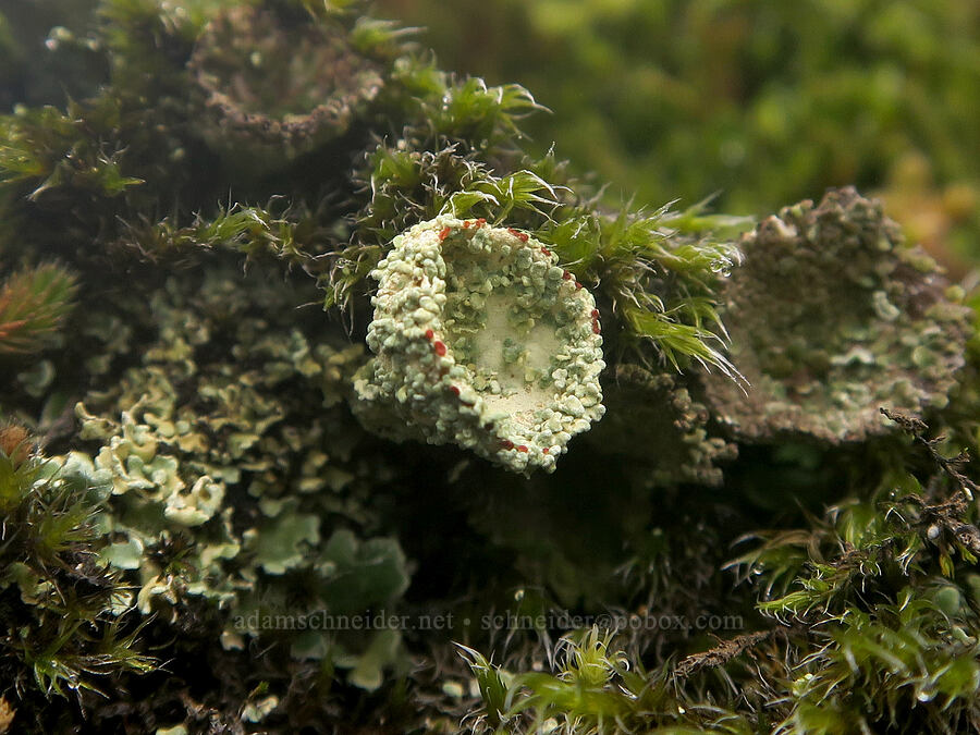 pixie cup lichen (Cladonia sp.) [Dog Mountain Trail, Gifford Pinchot National Forest, Skamania County, Washington]