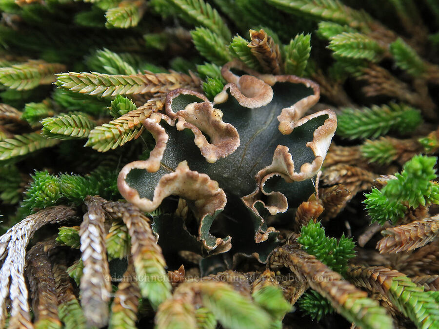 pelt lichen & spike-moss (Peltigera sp., Selaginella sp.) [Dog Mountain Trail, Gifford Pinchot National Forest, Skamania County, Washington]