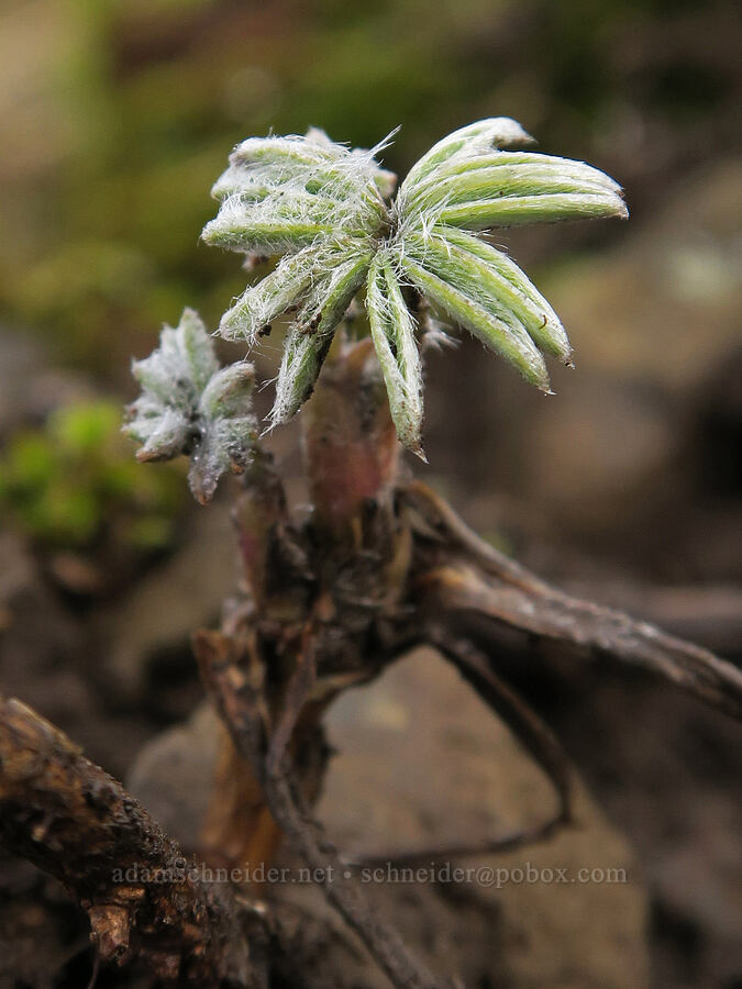 lupine leaves (Lupinus sp.) [Dog Mountain Trail, Gifford Pinchot National Forest, Skamania County, Washington]