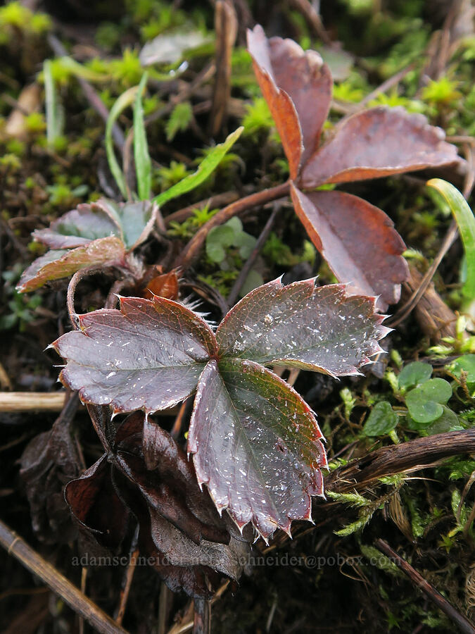 strawberry leaves (Fragaria virginiana) [Dog Mountain Trail, Gifford Pinchot National Forest, Skamania County, Washington]