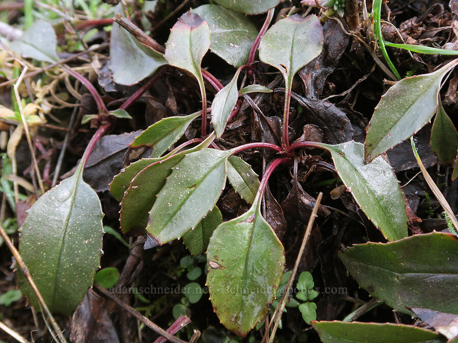 fine-tooth penstemon leaves (Penstemon subserratus) [Dog Mountain Trail, Gifford Pinchot National Forest, Skamania County, Washington]
