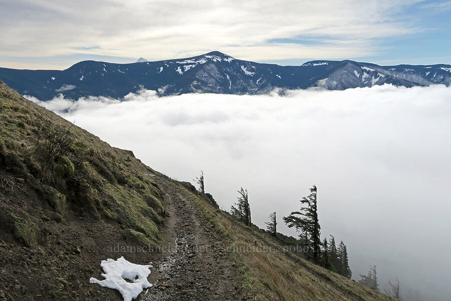 Mount Defiance [Dog Mountain Trail, Gifford Pinchot National Forest, Skamania County, Washington]