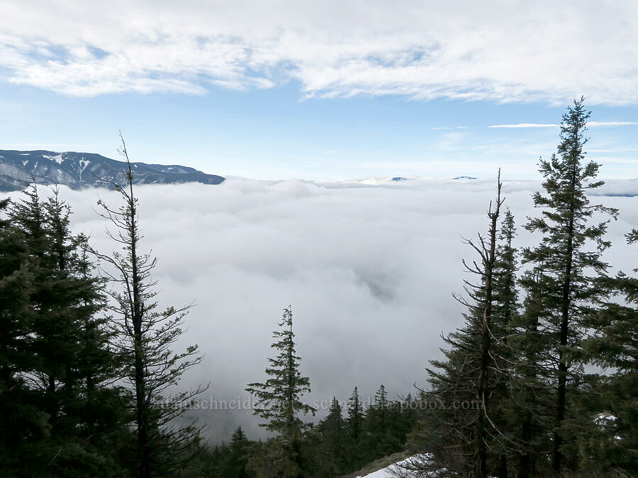 fog filling the Gorge [Dog-Augspurger Tie Trail, Gifford Pinchot National Forest, Skamania County, Washington]