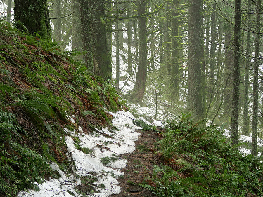 snowy trail through ferns [Augspurger Trail, Gifford Pinchot National Forest, Skamania County, Washington]