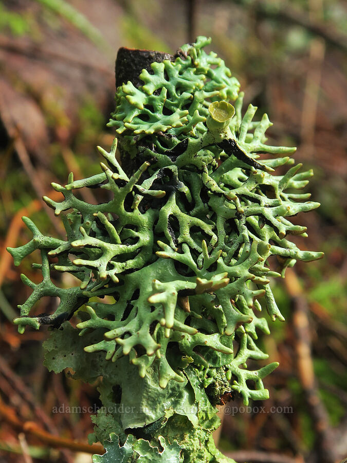 tube lichen (Hypogymnia sp.) [Augspurger Trail, Gifford Pinchot National Forest, Skamania County, Washington]